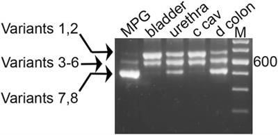 Differential Myosin 5a splice variants in innervation of pelvic organs